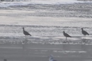 Numenius phaeopus