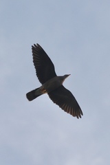 Patagioenas fasciata