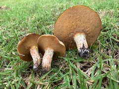 Suillus
