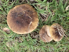 Suillus