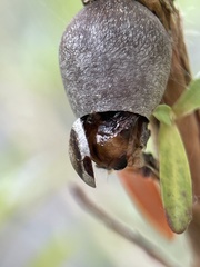 Doratifera vulnerans