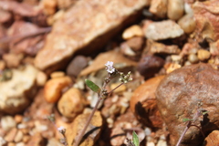 Boerhavia dominii