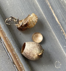 Doratifera vulnerans