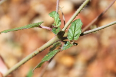 Boerhavia dominii