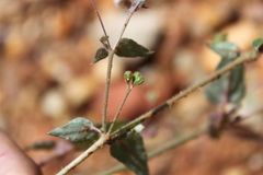 Boerhavia dominii