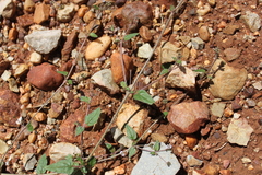 Boerhavia dominii