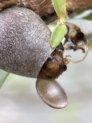 Doratifera vulnerans