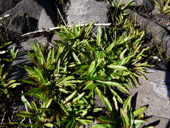 Plantago triandra triandra