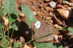 Convolvulus clementii