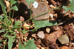 Convolvulus clementii