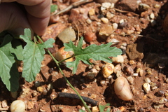 Convolvulus clementii