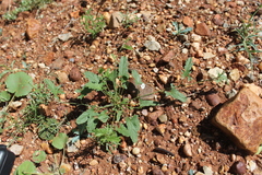 Convolvulus clementii