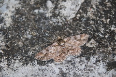 Cleora alienaria