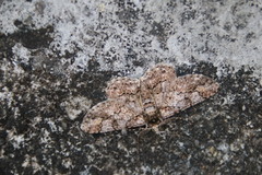 Cleora alienaria