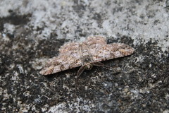 Cleora alienaria