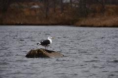 Larus marinus