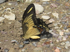 Heraclides androgeus epidaurus