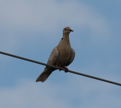 Streptopelia decaocto