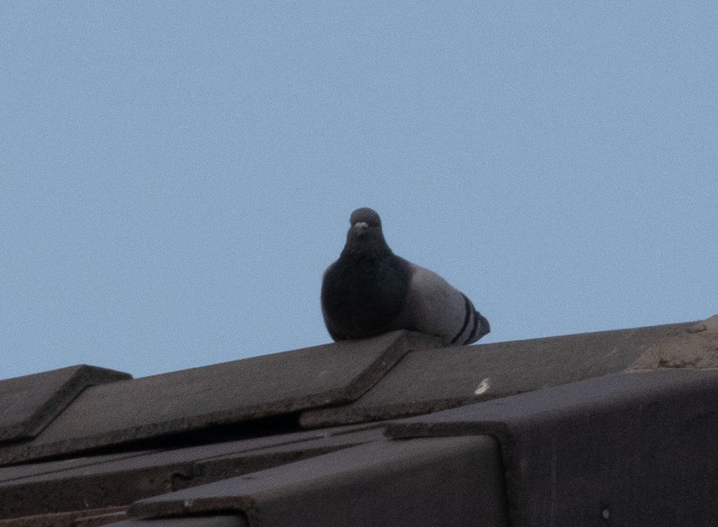 feral-pigeon-from-central-city-phoenix-az-usa-on-september-27-2021