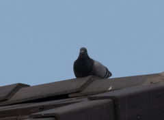 Columba livia domestica