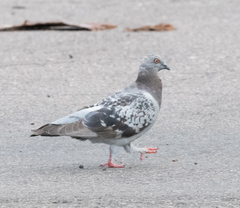 Columba livia domestica