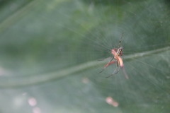 Nephila pilipes