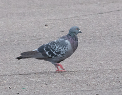Columba livia domestica