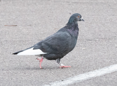 Columba livia domestica