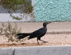 Quiscalus mexicanus