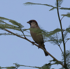 Passer domesticus