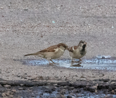 Passer domesticus