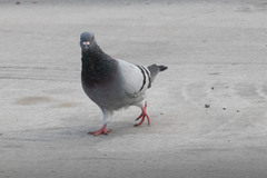 Columba livia domestica