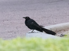 Quiscalus mexicanus