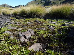 Plantago triandra triandra