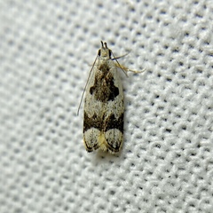 Ardozyga voluta