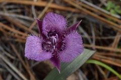 Calochortus tolmiei