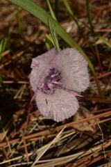 Calochortus tolmiei