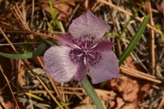 Calochortus tolmiei