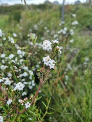 Epacris glacialis