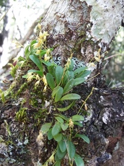 Anathallis yucatanensis