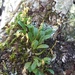 Specklinia yucatanensis - Photo 由 David Angel Burgos Mex 所上傳的 (c) David Angel Burgos Mex，保留部份權利CC BY-NC