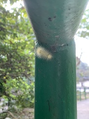 Calliteara
