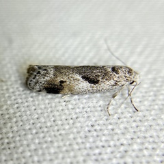 Lichenaula choriodes