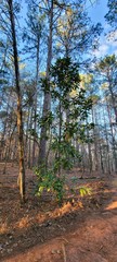 Cephaleuros virescens