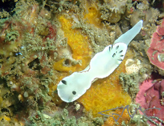 Glossodoris angasi