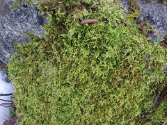 Claopodium whippleanum