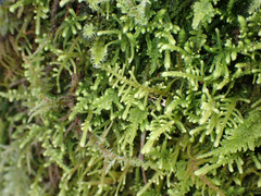 Claopodium whippleanum