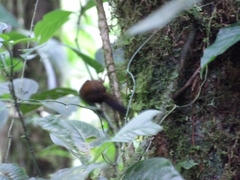 Premnoplex brunnescens