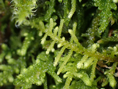 Claopodium whippleanum