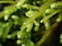 Claopodium whippleanum